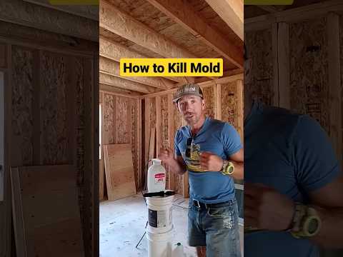 How to Kill Mold
